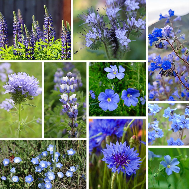 Cool Color Wildflower Seed Patchwork - Image 2