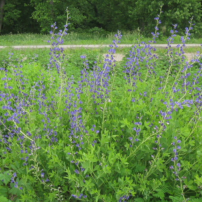 Blue Indigo Seeds - Image 2