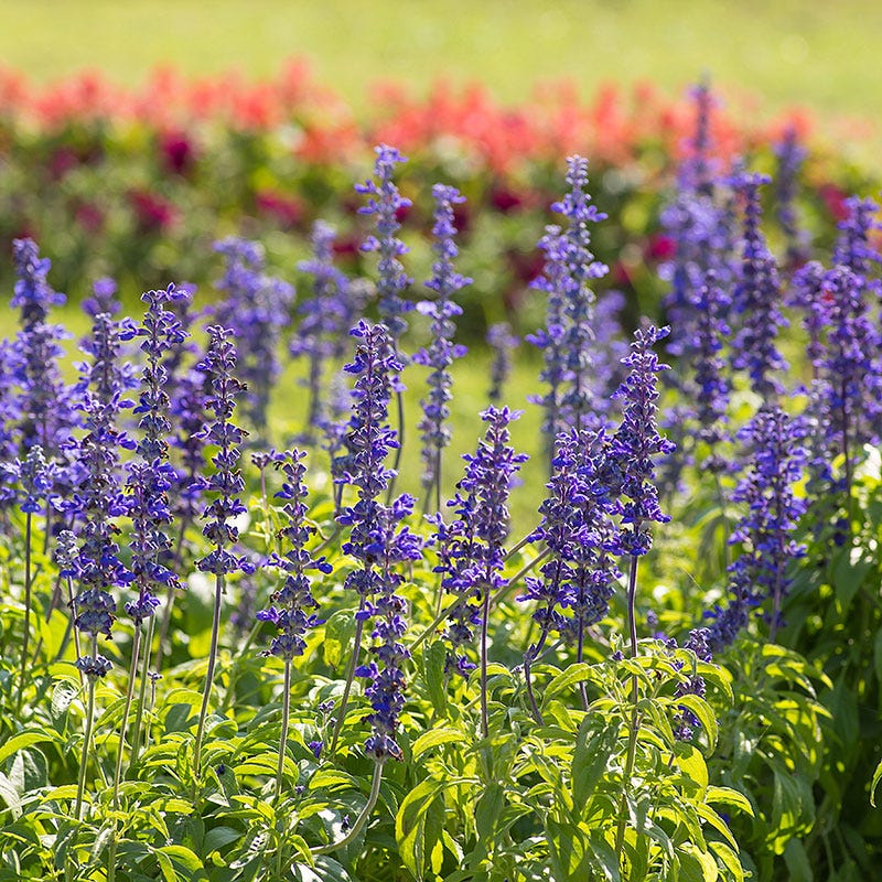 Blue Sage Seeds