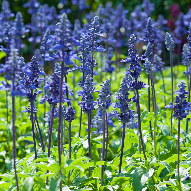 Blue Sage Seeds - Image 2