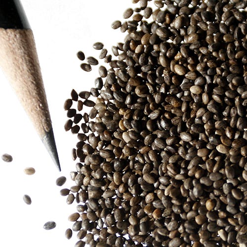 Blue Sage Seeds - Image 4