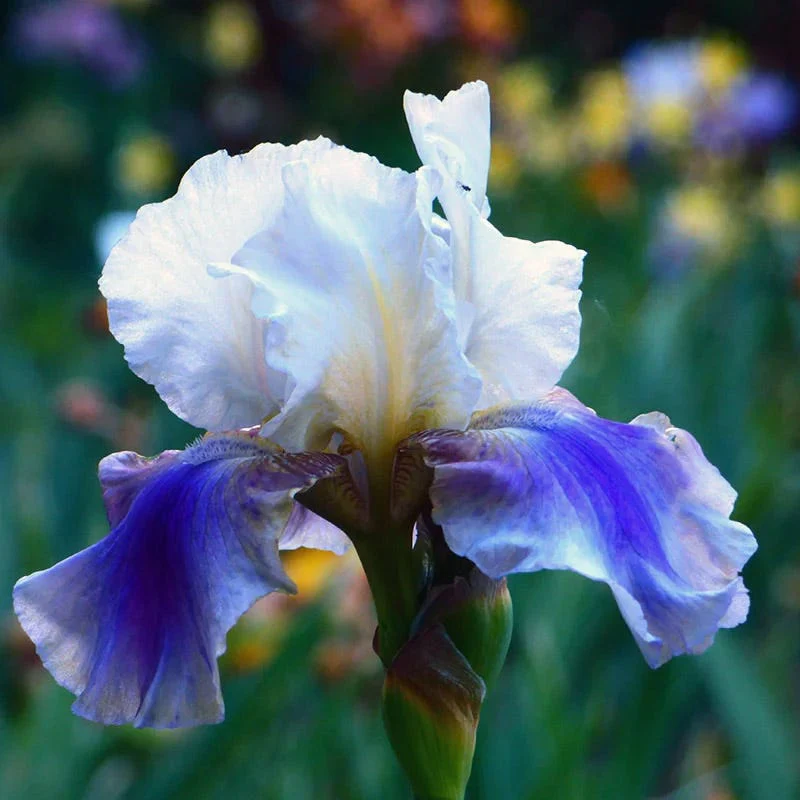 Blueberry Lemonade Bearded Iris Collection - Image 4