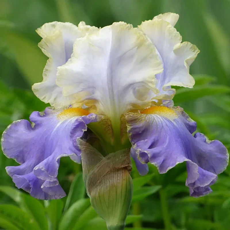 Blueberry Lemonade Bearded Iris Collection - Image 5
