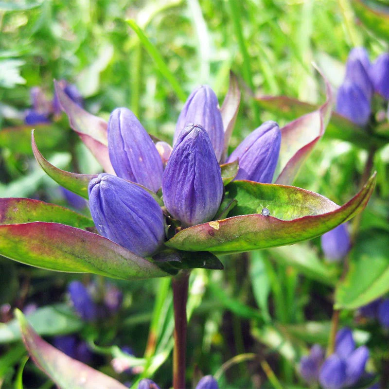Bottle Gentian Seeds - Image 3