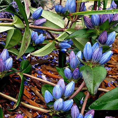 Bottle Gentian Seeds - Image 4