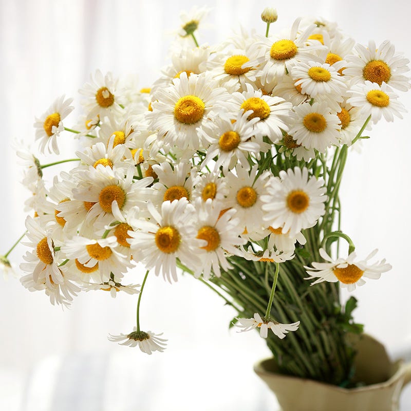 Bouquets For Days Perennial Wildflower Seed Collection - Image 3