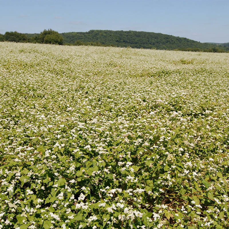 Buckwheat Seeds - Image 2