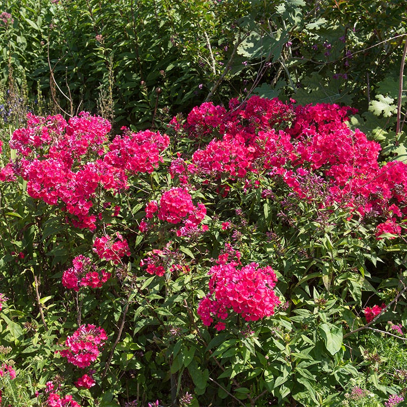 Butterfly & Hummingbird Pre-Planned Garden - Image 13