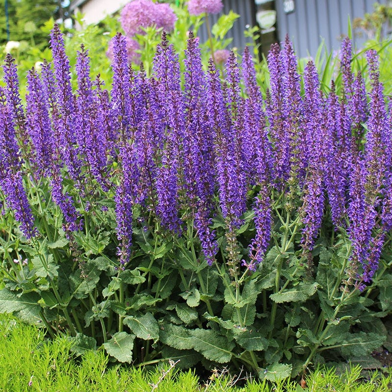 Butterfly & Hummingbird Pre-Planned Garden - Image 9