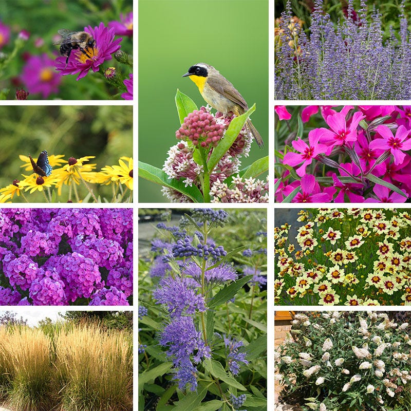Buzz & Flutter Pollinator Pre-Planned Garden - Image 2