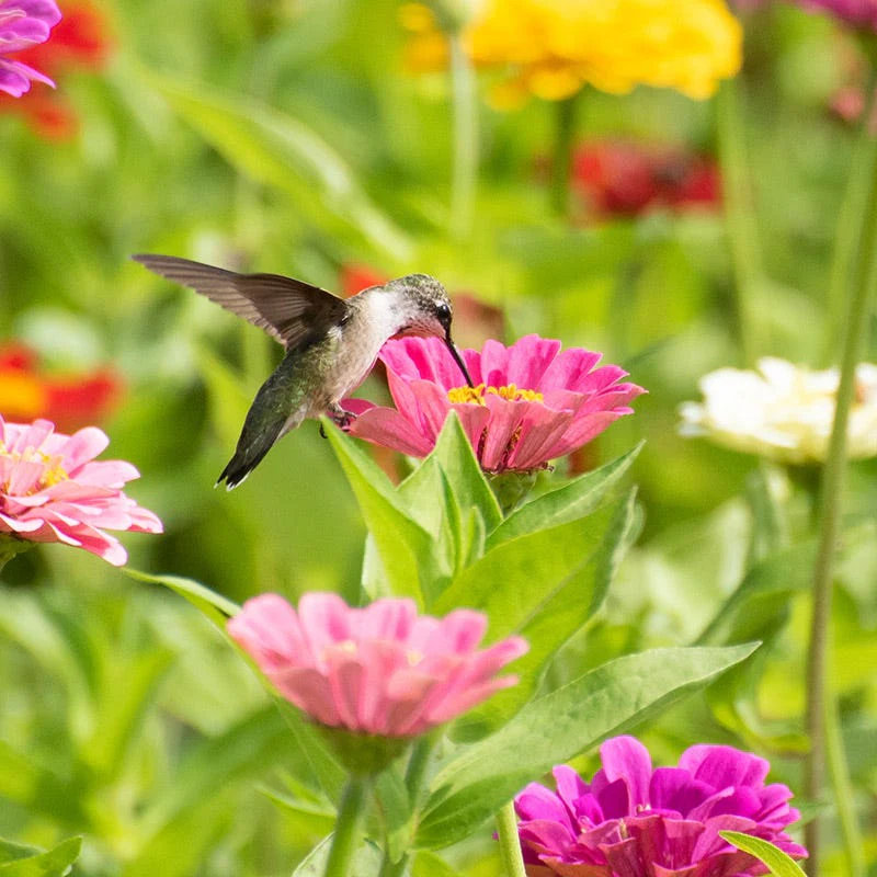 Buzz & Flutter Pollinator Wildflower Seed Collection - Image 4
