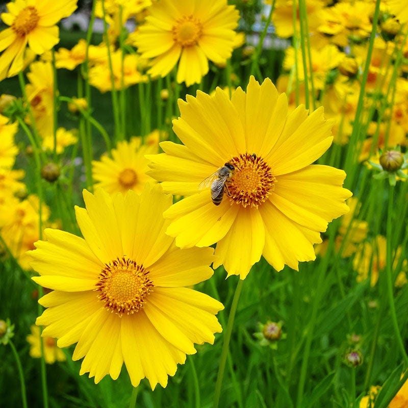 Buzz & Flutter Pollinator Wildflower Seed Collection - Image 8
