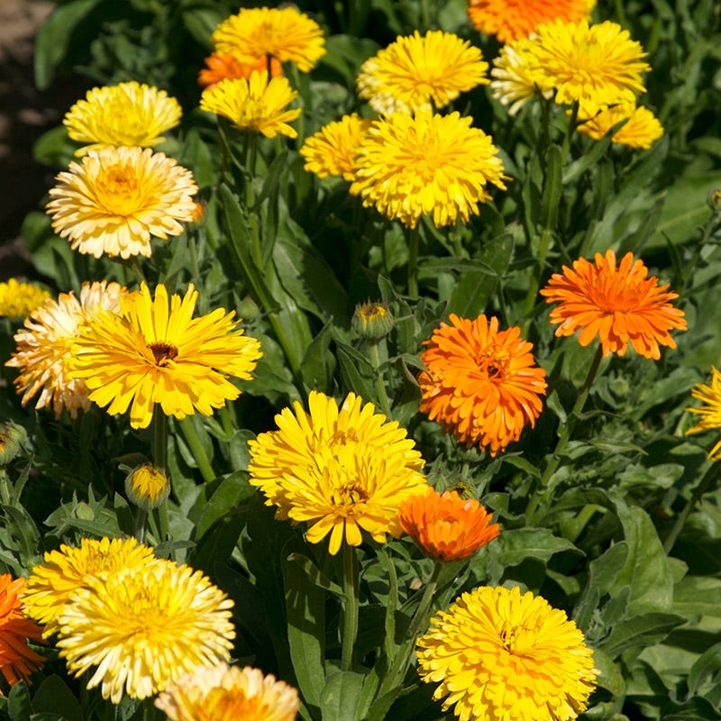 Calendula Seeds