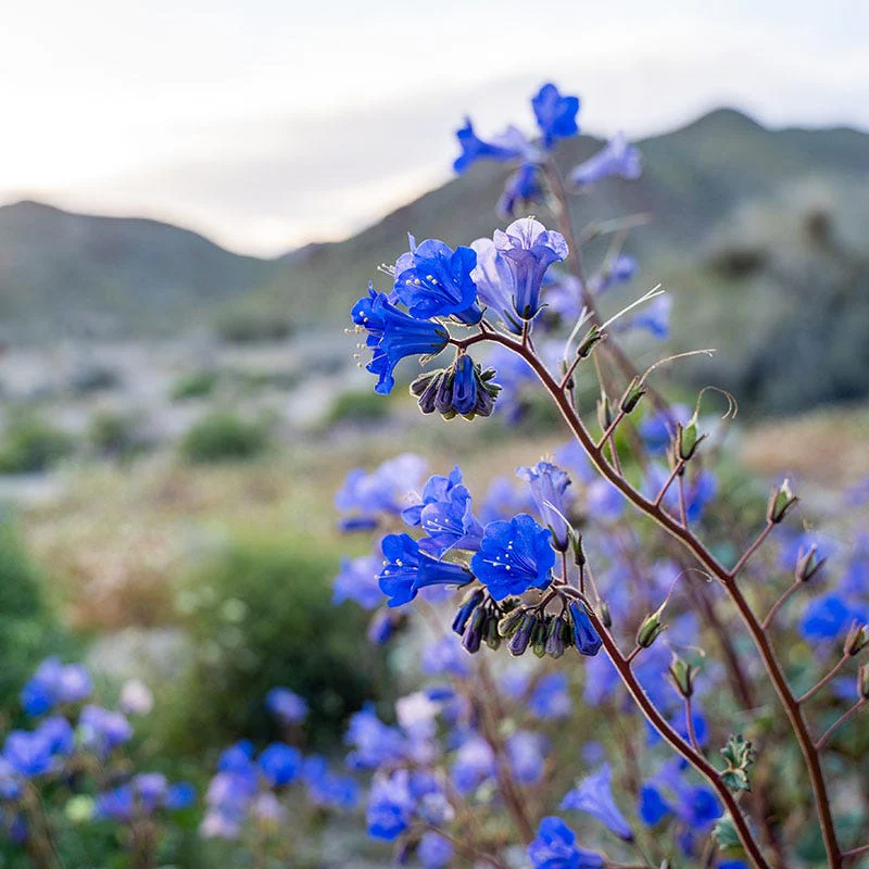 California Bluebell Seeds - Image 2