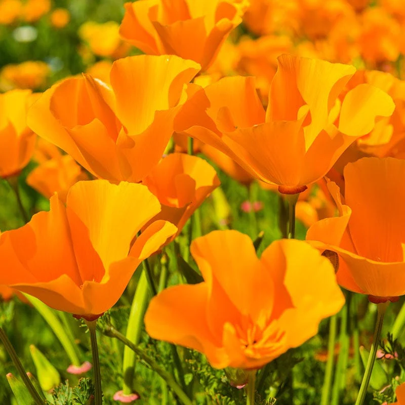 California Poppy Seeds - Image 2