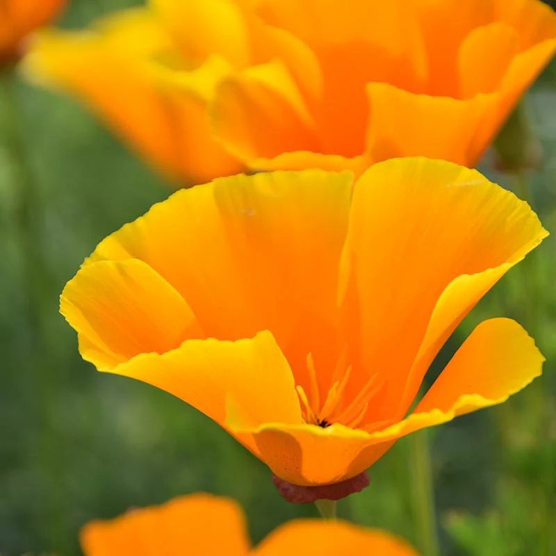 California Poppy Seeds - Image 3