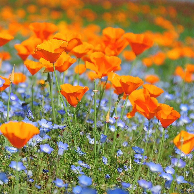 California Poppy Seeds - Image 4