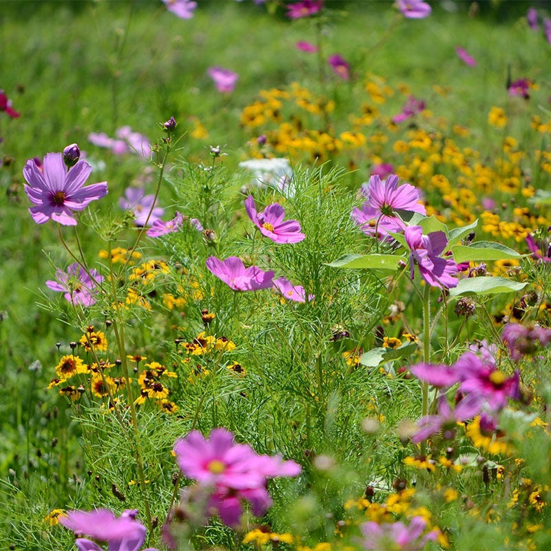 California Select Wildflower Seed Mix - Image 2