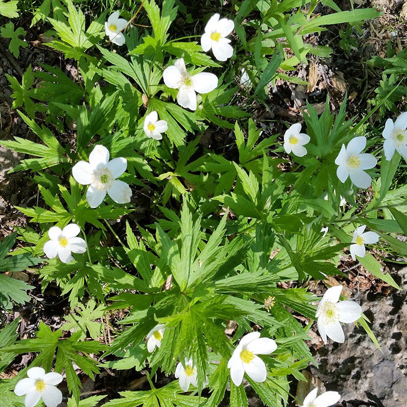 Canada Anemone Seeds - Image 5