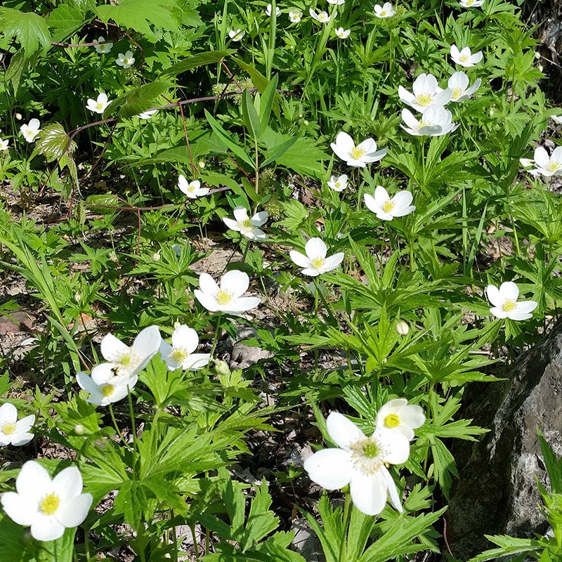 Canada Anemone Seeds - Image 6