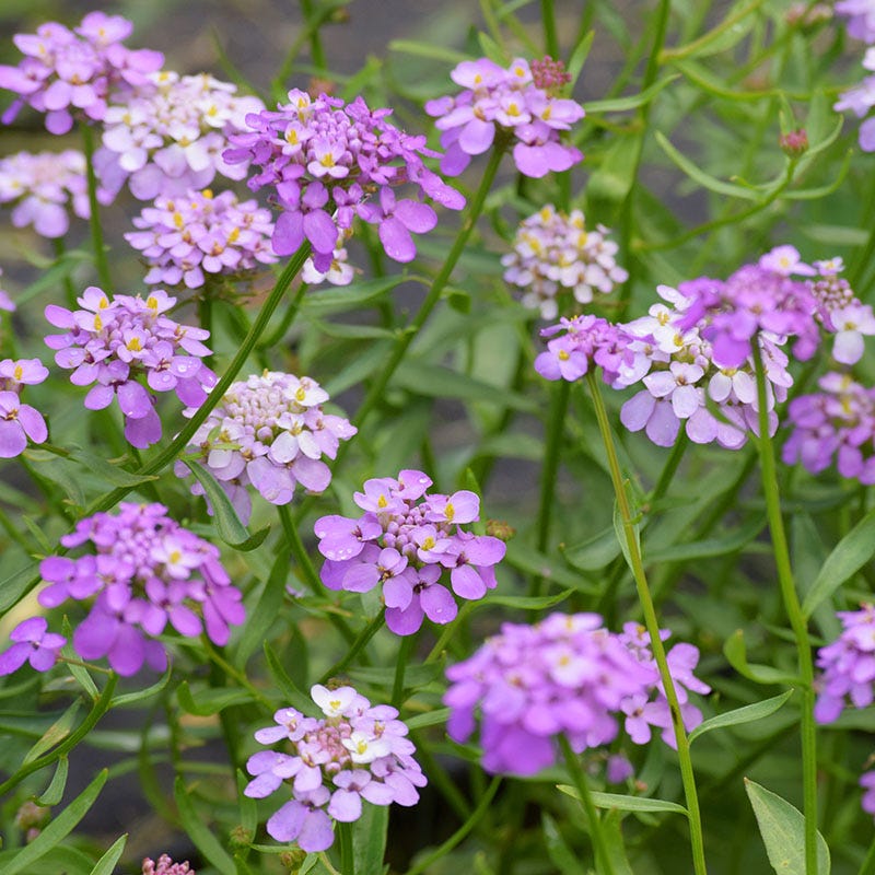 Candytuft Seeds - Image 4