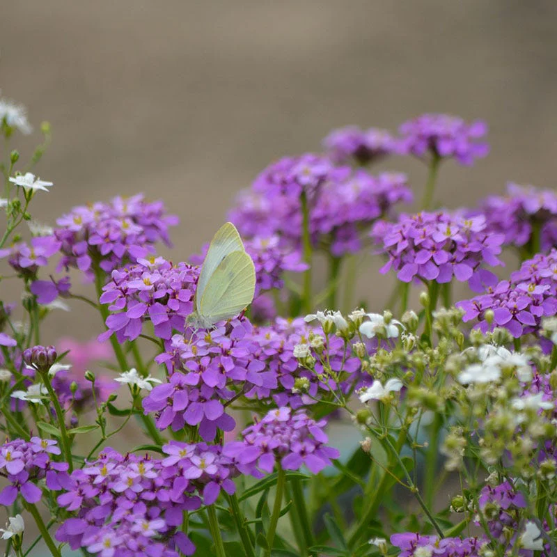 Candytuft Seeds - Image 5