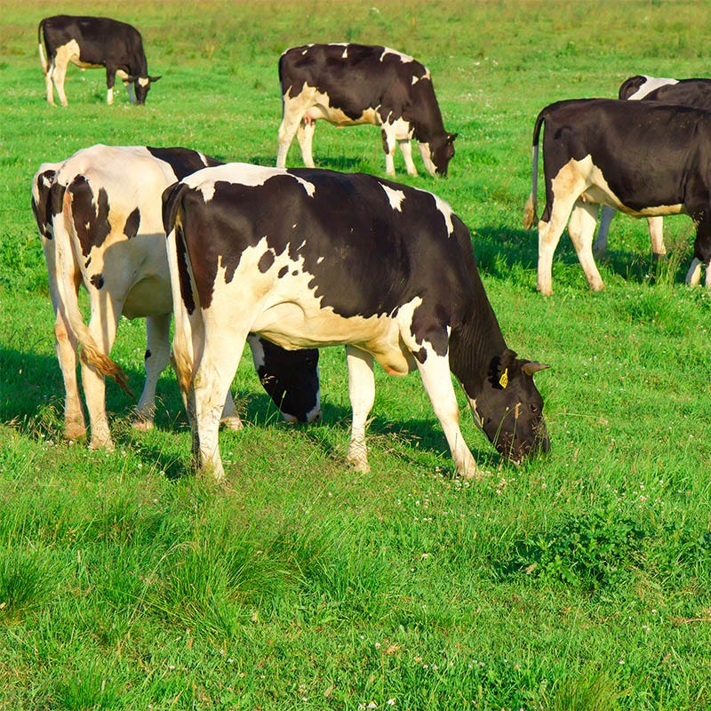 Cattle Grazing Seed Mix - Image 2