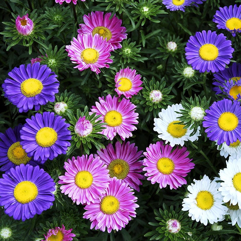 China Aster Seeds Single Mix