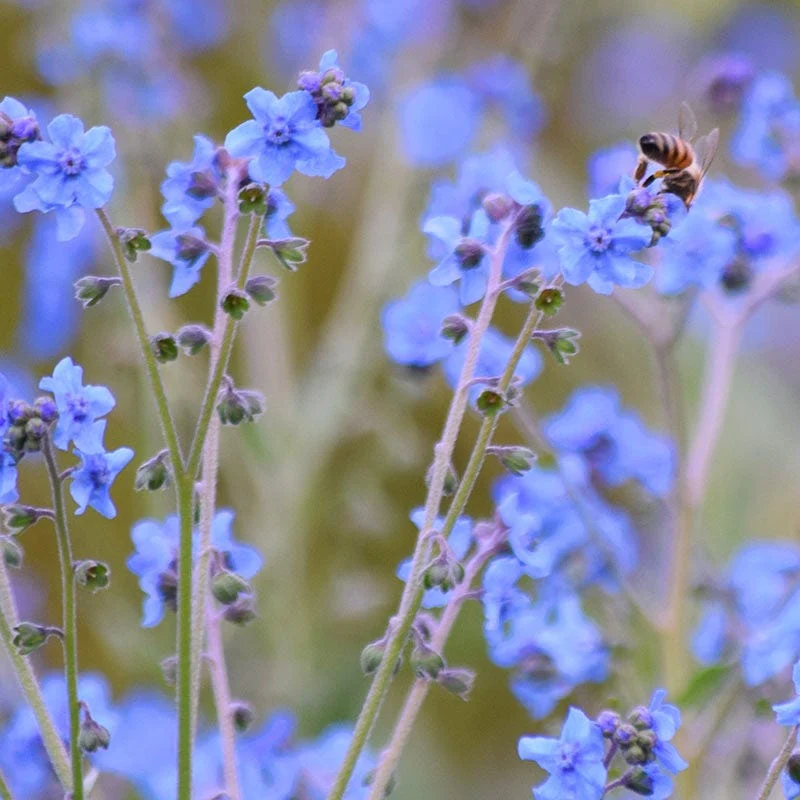 Chinese Forget-Me-Not Seeds - Image 2
