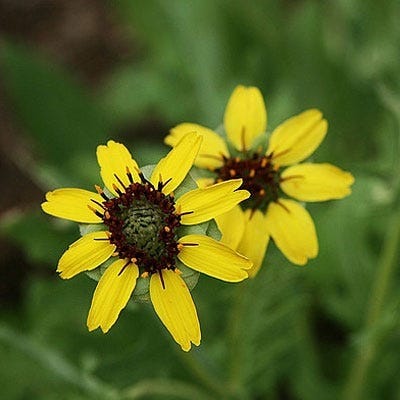 Chocolate Flower Seeds - Image 2