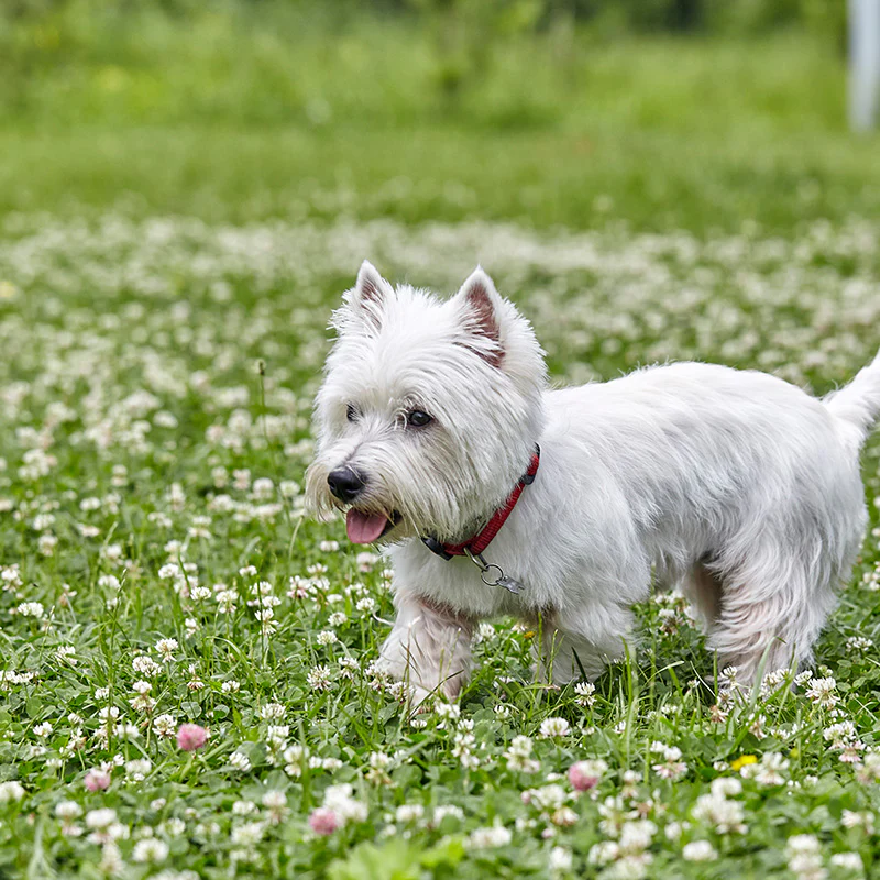 Classic Clover Lawn Seed Mix - Image 3
