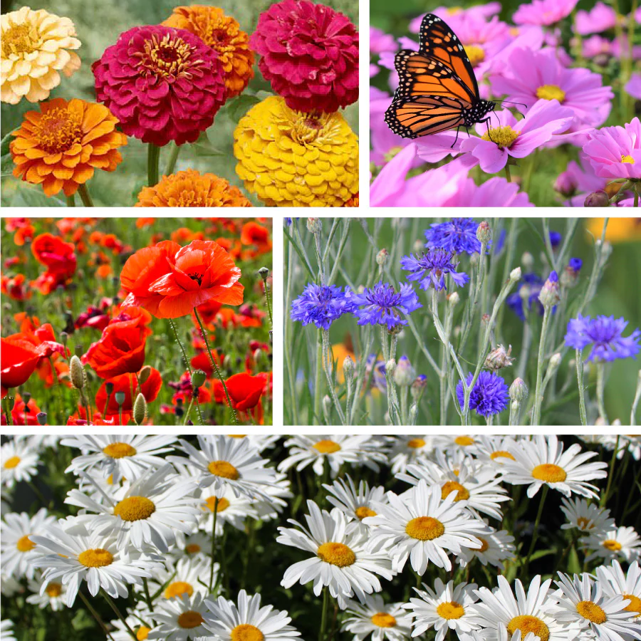 Classic Hits Wildflower Seed Mix