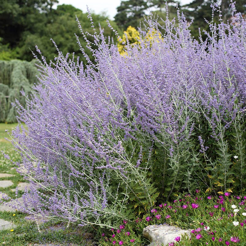 Coastal Cottage Pre-Planned Garden - Image 10