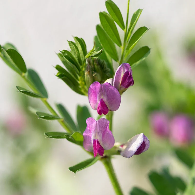 Common Vetch Seeds