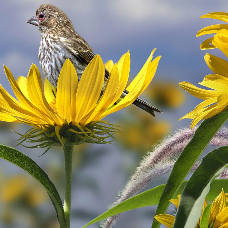 Compass Plant Seeds