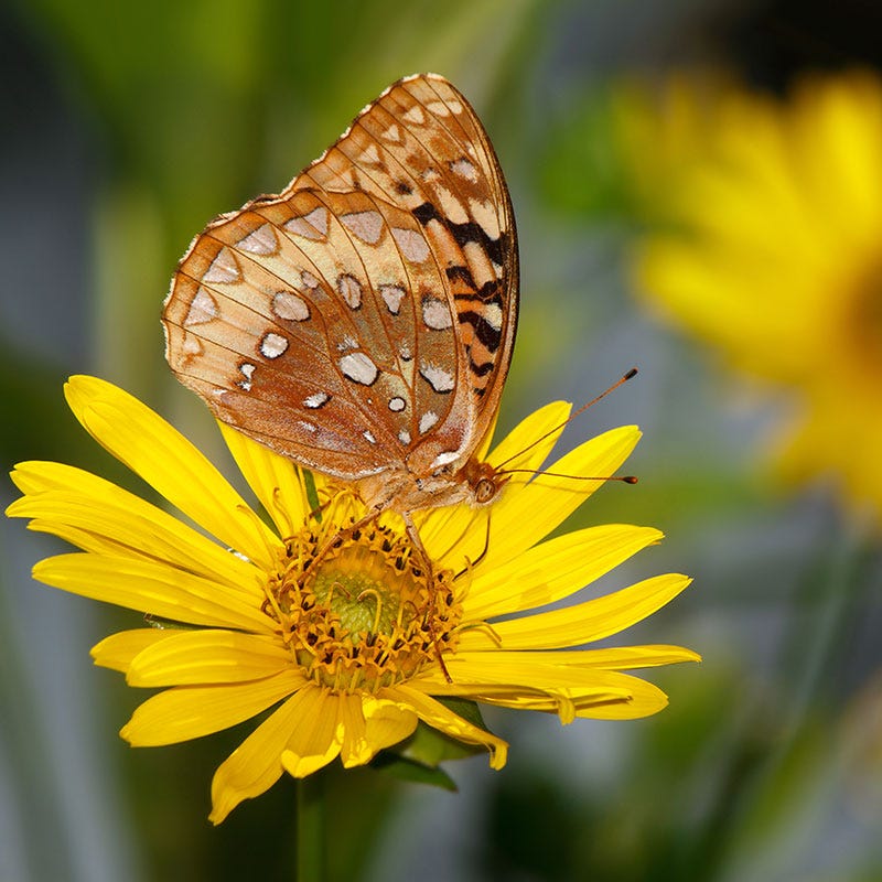 Compass Plant Seeds - Image 3