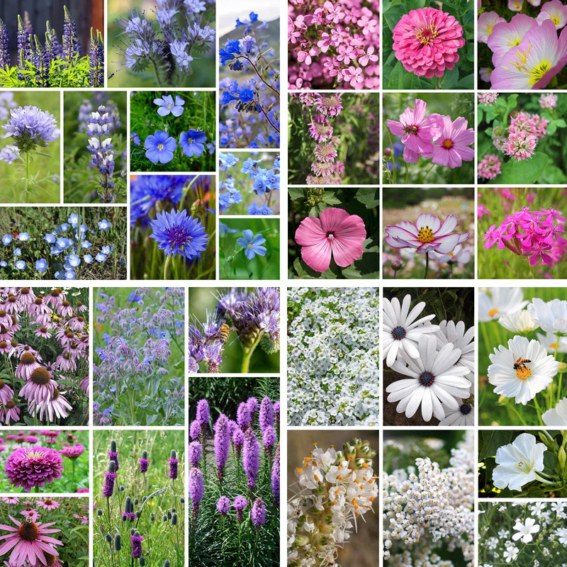 Cool Color Wildflower Seed Patchwork