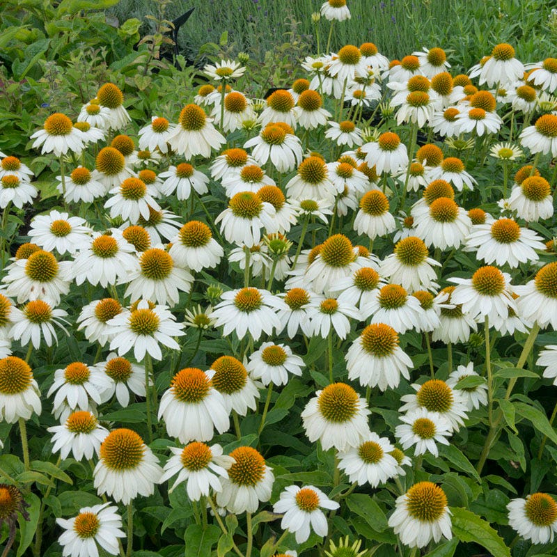 Moonlight Pre-Planned Garden - Image 11