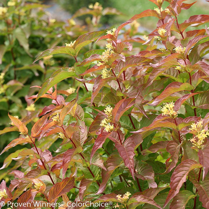 Tranquil Beauty Curb Appeal Pre-Planned Garden - Image 8