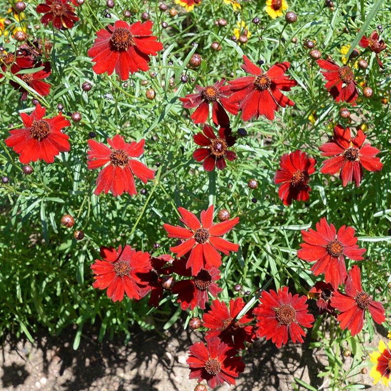 Dwarf Red Plains Coreopsis Seeds - Image 2