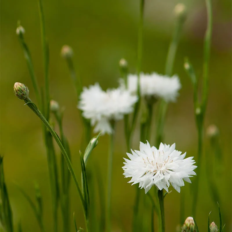 Cornflower or Bachelor Button Seeds Patriot Mix - Image 2