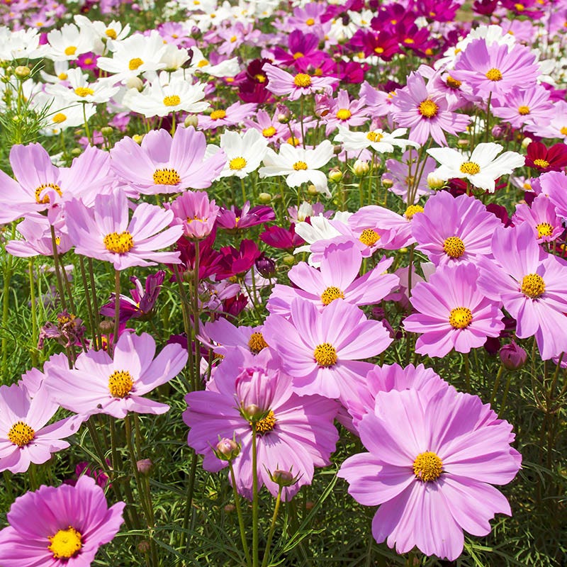 Cosmos Seeds - Image 2