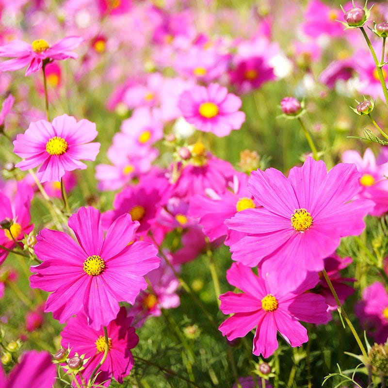 Cosmos Seeds - Image 3