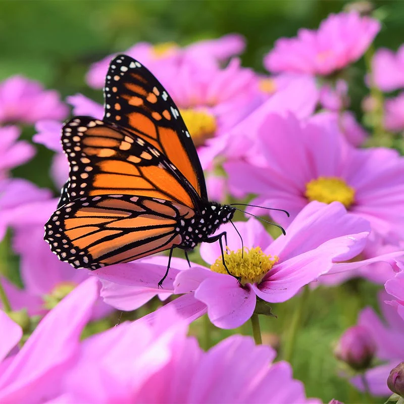 Cosmos Seeds - Image 6