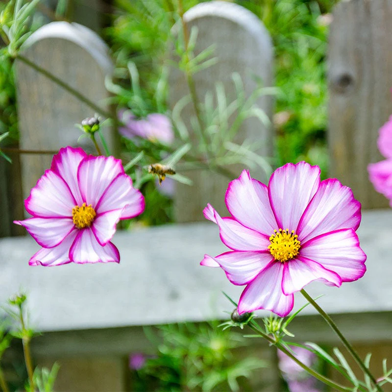 Candystripe Cosmos Seeds - Image 2