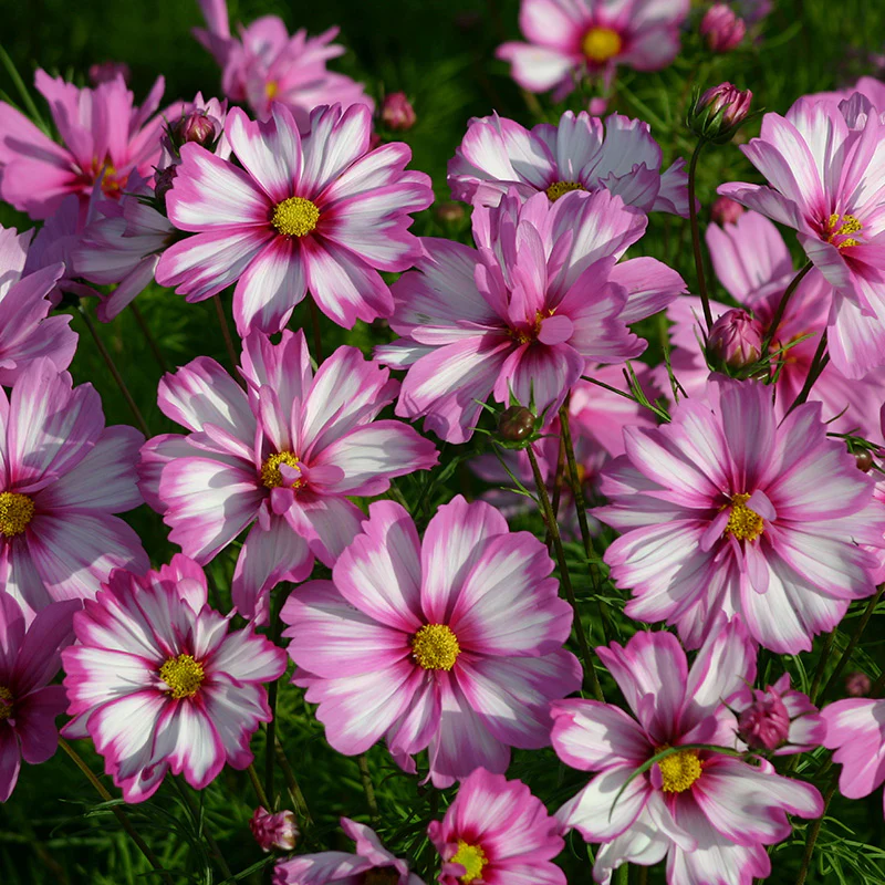 Capriola Cosmos Seeds