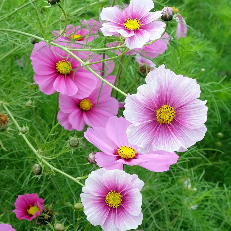 Daydream Cosmos Seeds - Image 2