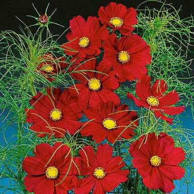 Dazzler Cosmos Seeds - Image 3