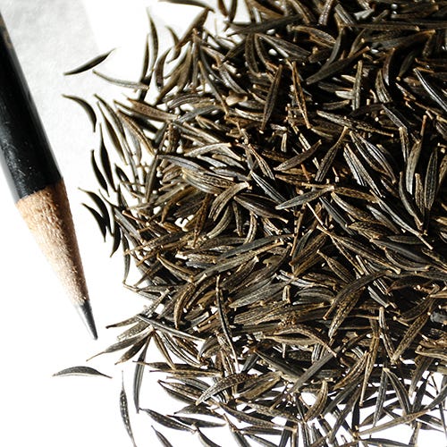 Pinkie Cosmos Seeds - Image 4