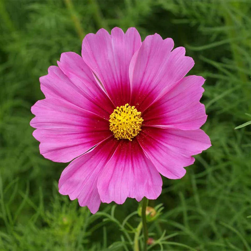 Radiance Cosmos Seeds